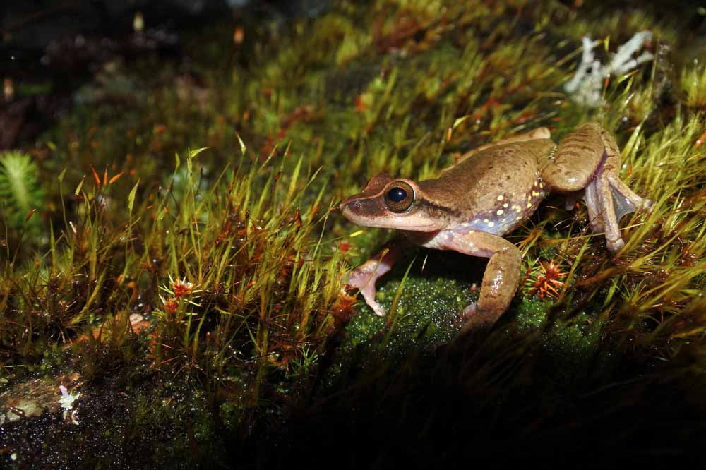 Descubren otra especie de rana en la Sierra Norte de Oaxaca; se le llamó La Esperanza